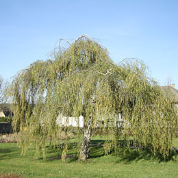 Birch, Youngs Weeping